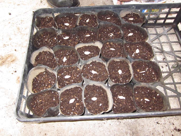 seeds potted